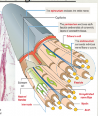 Axon, layer of myelin, endoneurium surrounds individual nerve fibers and is kind of what forms the solid, schwann cell lays on top, Perineuirum encloses a fascicle, Epineurium encloses multple fascials to form nerve