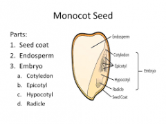 - one seed leaf (onion)