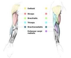 bicep brachii, brachialis, brachioradialis, triceps brachii