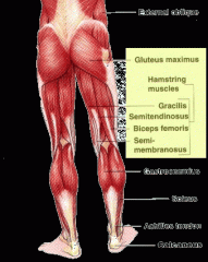 biceps femoris, semitendinosus, semimembranosus