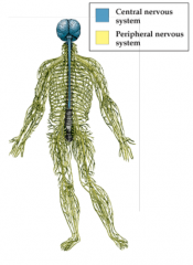1. Central Nervous System(CNS): Brain and Spinal Cordall contained within thebones of the skull and spinalcolumn 


2.Peripheral Nervous System(PNS): All the nerves outsideof the spinal column