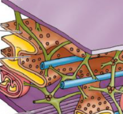 1. Actinfilamente (lila)
2. Intermediärfilament (grün)
3. Mikrotubuli