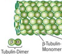 Durchmesser: 25nm, innen: 15nm
Form: Hohlröhren
Untereinheit: α-und-β-Tubulin
Funktion: DAS stabile Skelett der Zelle, "Schienen" für Partikel/Oganell-Transport