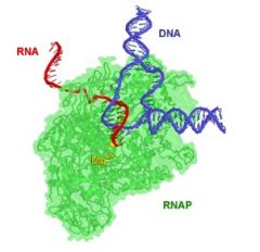 RNA polymerase