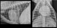 most common acquired heart disease in dog

common findings:
left atrial enlargement
left ventricular enlargement
distended pulmonary veins
pulmonary edema/heart failure