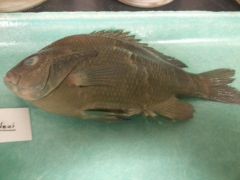 redbreast sunfish