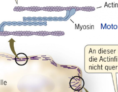 -Aktin und Motorprotein Myosin
-Aktin durch Myosin Quervernetzt, nur vorne nicht. 
-bei Kontraktion bewegt sich Zellinhalt in diese Richtung