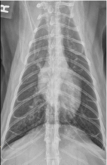 Clinical Signs:
Chronic: coughing, dyspnea, anorexia, chylothorax, vomiting, lethargy, weight loss
Acute: collapse, convulsions, vomiting, syncope, sudden death, dyspnea, diarrhea, blindness, tachycardia

Radiographic Signs:
normal thorax
br...