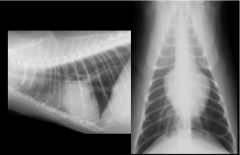 pathophysiology:
occurs from hypertrophied ventricular musculature
reduced filling and cardiac output
secondary increased atrial pressure and dilation
common in cats

Common Radiographic Findings:
left atrial dilation
-can become extreme
...