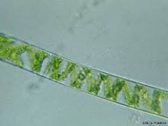 supergroup: land plants and relatives (chlorophyta)  


 


has unbranched filaments


 


two types: vegetative and conjugating 