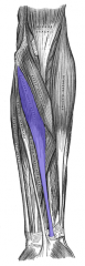 Flexor Carpi Radialis Muscle