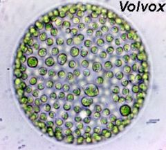 supergroup: land plants and relative (chlorophyta) 


 


colonial, each cell synchronously beats its two flagella, propelling it in a spinning motion


 


daughter colonies: the smaller spheres inside the colony, product of asexual ...