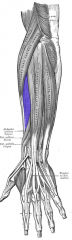 Extensor Carpi Radialis Brevis Muscle