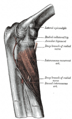 Supinator Muscle