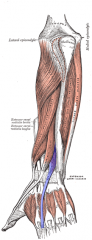 Extensor Indicis Muscle