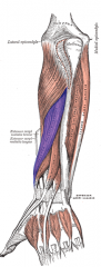 Abductor Pollicis Longus Muscle
