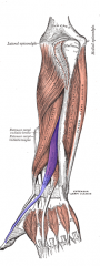 Extensor Pollicis Longus Muscle