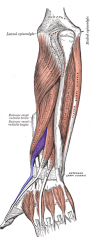 Extensor Pollicis Brevis Muscle