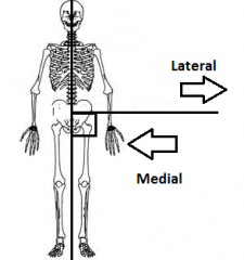 Toward or at the midline of the body; on the inner side of