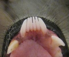 Set of teeth found in lemurs used specifically for grooming (ticks and mites).