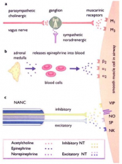 - PNS: action of ACh released from vagus on muscarinic receptors → contraction
- SNS: action of Epi released from adrenal medulla on smooth muscle adrenoreceptors (β2) → relaxation