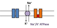 •K+ channels inactivate. 
•Ion pumps and transporters use energyfrom ATP or counter-transport to re-establish resting membrane conditions