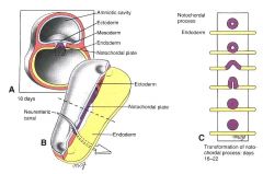 - The notochord is a stiffening rod in the back, just deep to the spinal cord


 


- In humans, a complete notochord forms in the embryo, although it is later quickly replaced by the vertebrae, the bony pieces of the vertebral column or back...