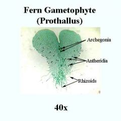 has archegonia and antheridia


 


is the gametophyte generation


 


produced when sori mature