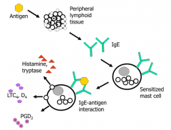IgE - stimulates mast cells to release histamine, tryptase, LTC4, LTD4, and PGD2 when Ag binds