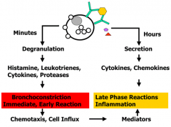 - Histamines, leukotrienes, cytokines, proteases
- Leads to bronchoconstriction (immediate, early reaction)
- Causes chemotaxis and cell influx → mediators that also contribute to late phase inflammation reaction