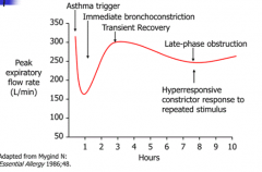 - Immediate bronchoconstriction: causes severe drop in FEV1
- Transient recovery
- Late phase obstruction d/t inflammatory response / hyper-responsiveness to repeated stimulus