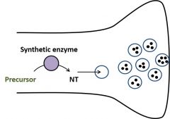 •Synthetic enzymes make transmitter fromprecursors
•Transmitter is transported into vesiclesin the presynapticnerve terminal 


Synthetic enzymes generate NT frominactive precursors. Vesicular transporters use activetransport to concentrate NT...