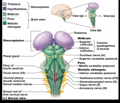 Note the diencephalon, midbrain, cerebellar peduncles