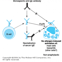 - Monospecific anti-IgE antibody
- Neutralizes IgE, which prevents it from binding to mast cells - prevents mast cell degranulation