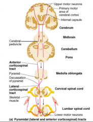 *Lateral corticospinal tracts: Cross in the decussation of the pyramids
*Anterior corticospinal tracts: Cross over at the spinal cord level in which they terminate