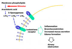 - 5-lipoxygenase inhibitor
- Blocks bronchoconstriction and inflammation caused by leukotrienes