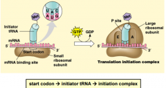 occurs when the small subunit of the ribosome recognizes sequences in the 5' end of the mRNA.The first start codon is recognized by an initiator tRNA. Multiple proteins then coordinate assembly of thefull ribosome and translation initiation comple...