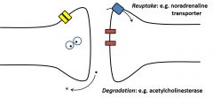 •The synaptic “signal” must be turned off
•Enzymatic degradation or active uptake oftransmitter eliminates it from the extracellular space