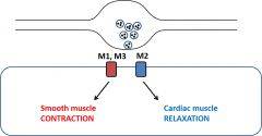 •Acetylcholineacts on muscarinic(M) receptors 
•M1,M2 and M3 receptors have variable effects depending on cell type