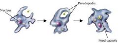 This diagram shows an Amoeba engulfing its prey with it's pseudopodia. This is called __________.