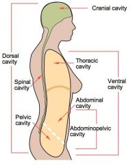 - Thoracic cavity


 


(surrounded by ribs & muscles of chest wall)


 


 


-  Abdominopelvic cavity


 


(surrounded by abdominal walls & pelvic girdle)