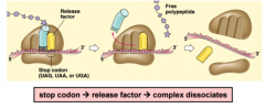 Termination of translation involves the recognition of a stop codon by a release factor, a protein thatresembles a tRNA and can fit in the A site. This leads to release of the new polypeptide and disassembly ofthe translation complex.