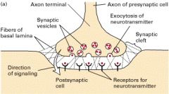 -pre-synaptic membrane
-synaptic cleft
-post-synaptic membrane