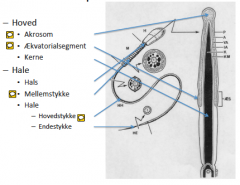 Hovedet består af akrosom (mange enzymer, bryde hinde), ækvatorialsegmentet (hvor sædcelle fusionener med æg) og kernen (i midten)
Halen består af en hals, et mellemstykke (mitokondrier giver energi)
