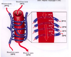A. testicularis og v. testicularis (fra aorta til vena cava)

Temp regueres med plexus pampiniformis, hvor venen er rundt om arterien og der derved laves et modstrømsprincip