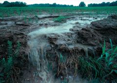 Runoff is precipitation that did not get (infiltrated) absorbed into the soil, or did not evaporate, and therefore, made its way from the ground surface into places that water collect.