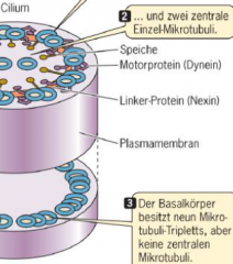 -inneres besteht aus Mikrotubuli die von Austülpung der Plasmamebran umgeben sind
-Basalkörper verankert Cilien und Flagellen
-Dynein (Motorprotein) regelt Biegebewegungen der Organellen