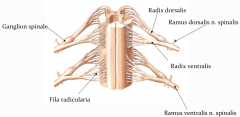 Forreste og bageste fila radicularia.
Disse samles i to rødder - en radix dorsalis og en radix ventralis (disse mødes i foramen intervertebrale under dannelsen af en spinalnerve).
Fibrene i radix ventralis er efferente (motoriske).
Fibrene i ...