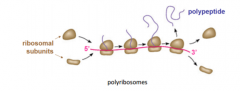 Because the translation complex makes contact with only a small part of the mRNA at anygiven time, multiple ribosomes can translate a single mRNA molecule – such clusters are calledpolyribosomes.