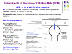 Net filtration pressure = (Pglom-Pbs) - (osmotic glom - osmotic bowmans)

Assume osmotic bowmans = 0, no protein in the space